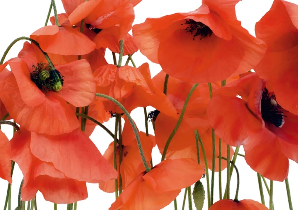 Wall Mural Wild Poppies, 360 x 254 cm, FTS 0479