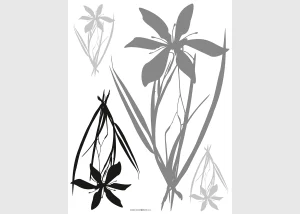 Wall Stickers Black Grey Flora, 65 x 85 cm, F 0443