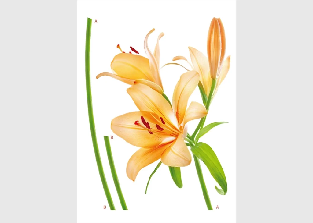 Wall Stickers Orange Lily, 65 x 85 cm, F 0450